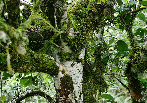 設(shè)備及管道設(shè)計(jì)、安裝、報(bào)檢；空壓機(jī)熱能回收系統(tǒng)；電子除垢系統(tǒng)；
